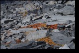 borah_250.jpg  (146.6 Kb)